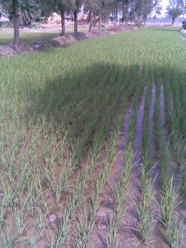 Nature at countryside - Richness in nature,at s-24 pgs,India.