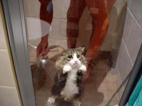 poor sad cat - poor cat. how sad it is..
