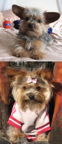 Roxy Before and After - Precious pooch had been through so much even before she was a year and a half old. Roxy Before in August 2008 and After, January 2009. Her hair is growing, her eyes are not all goopy anymore and she is over all quite content. Roxy loves to have her picture taken and will pose, on command. She will hold a pose for as long as it takes. Exceptionally well behaved. A super sweet little dog and listens well too.
