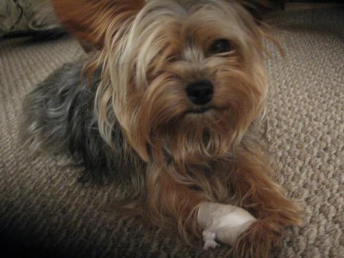 Sore Paw - Roxy's sore paw bandaged to keep her dew claw nail from moving until it grows out enough to either clip or fall off on it's own.