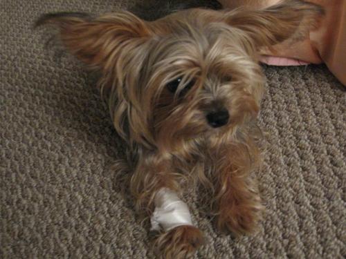 Roxy's Paw Bandaged - Bandaging Her paw Supports the Nail on her Dew Claw from moving. This way she feels no more pain.