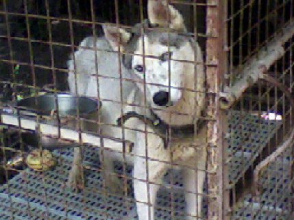 Siberian Husky - It's my friend's Siberian Husky. It's so adorable and lovely