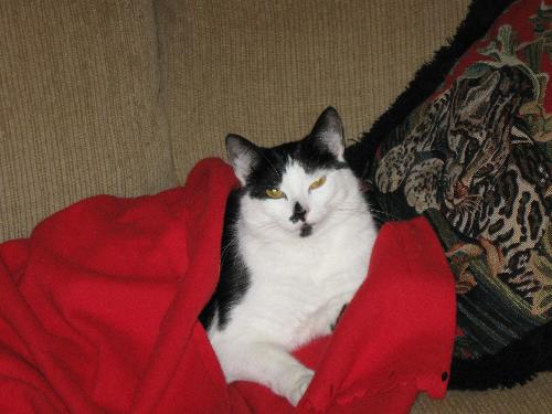 Carlye and Blanket - Caryle Cat sleeping on the couch on my blanket.