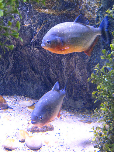 deep sea - deep sea picture