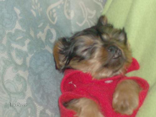 My newest baby boy--DUNKIN - Dunkin is a yorkshire terrier. He was born on 11-12-08. He was purchased from a breeder on 12-26-08. It was love at first sight. I named him Dunkin because I worked at Dunkin and Donuts and the tips are what paid for him.