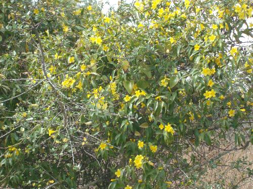 Honey Suckles - A picture of a honey suckle bush.