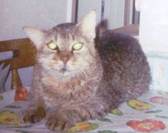 Hobo - our old crazy cat