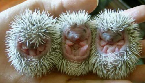 tiny animal - when i look over it,i love it so much. so share to us