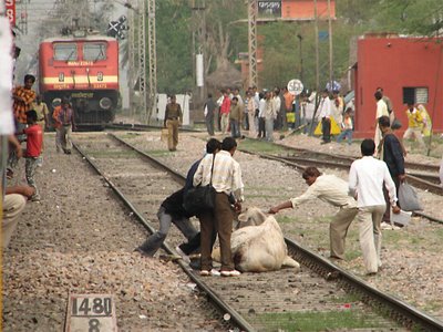 Dont miss this guys the great cow of India - I guess everyone can see the most laziest and impossible cows are present in India this cow doesn't want to move her butt from the railway track and trying to convince the train driver to stop the train so that she can rest for sometime these, just kidding no one can imagine what happened after this the train stopped in front of the cow and the drivers who were driving the train loco got down from the train and struggled to get the cow out of the track which delayed the train by 1 hour I love the great cow of my India