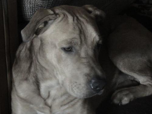 Bo - Bocephus