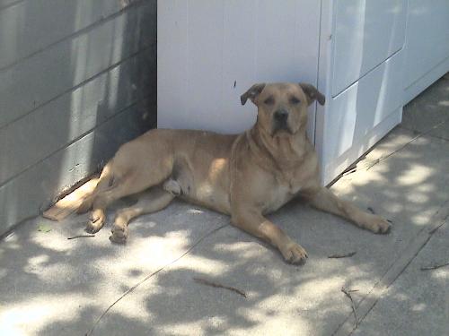bocephus - Bo just chilling