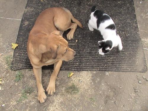 Cat and Dog - Bocephus and his cat Hogie