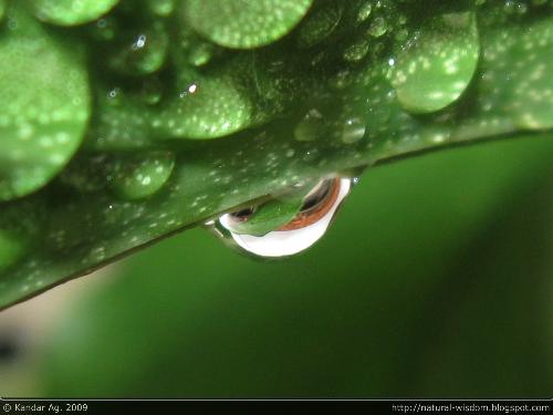 One among others - droplets - Just a try to know the reliability of Canon PowerShot A590 IS. Macro. Flash on.