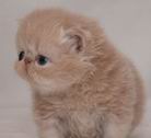 pitiful cat - A pitiful cat. I hope I would have a chance to have it!