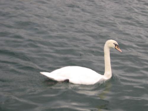 Live like a holy swan - Just take whatever is good and filter out which is waste. Thats makes you like a holy swan.