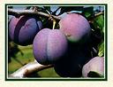 plums - plum tree plums - plum tree