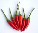 food - chilly, hot , red