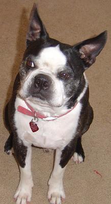 Gus - This is Gus, my Boston Terrier. Isn&#039;t he adorable?