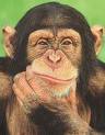Chimpanzee - Room mate????
