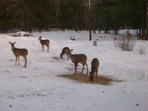My regular afternoon crowd - This group seems to show up daily around 3:00 p.m. They're one of my 'regular' groups to come up for a bite to eat this winter.