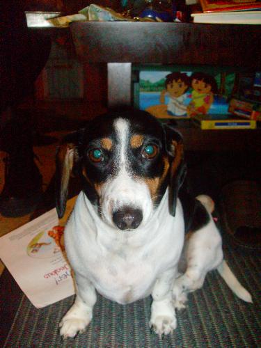 Emma Doux - This is our dachshund, Emma. She is the most spoiled rotten animal God ever put breath in. She is pretty cute though, isn't she? We have come to the conclusion that's why she's so bad. Anyway, she is SUPER demanding but we love her (and I think she knows this).