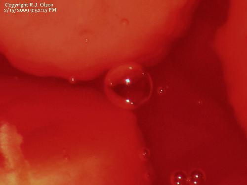 Air Bubble - A close up shot of an air bubble in some Jello I made recently.