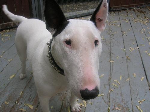 my furbaby Spike - here's one of my kids--Spike! He's my bull terrier and thinks he's a little man!