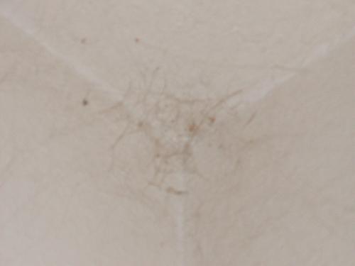 Cobwebs - This is a picture of the Cobwebs I found while cleaning an area I rarely visit. Cobwebs - This is a picture of the Cobwebs I found while cleaning an area I rarely visit.