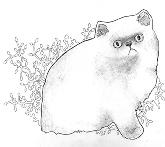 cat - A cat Sketch