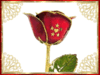 A Rose Symbol of love - Roses are so beuatiful and the most flower that is used in the language of love