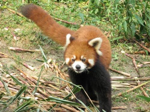 Red Panda - Very cute animal, but I don't know what it is someone told me that it's called red panda, is it cute?