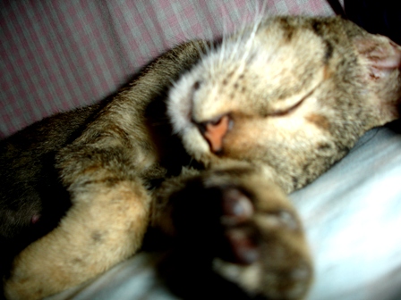 kuru_chan - sleeping!