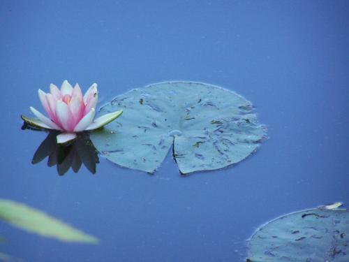 Water - 'Water is the best of all the things'