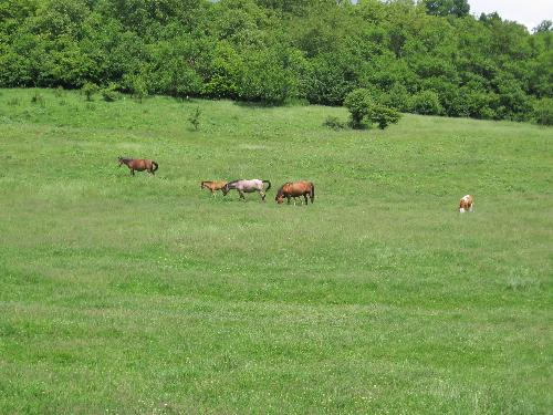 cows - cows on hill