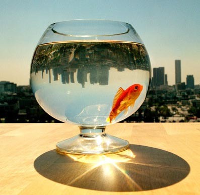 Fish - 'All cats love fish but fear to wet their paws'