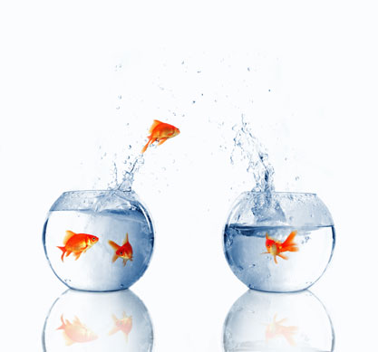 Fish - 'Fish and visitors smell in 3 days'