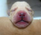 A cute puppy - A cute sleeping puppy...