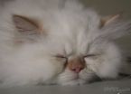 Meow  - A cat sleeping in a bed.