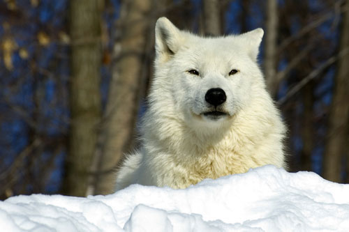 Arctic beauty - this is a picture showing my absolute favourite of the animal kingdom, the arctic wolf (canis lupus arctos) I find this creature exceedingly beautiful (when i know how it will be my avatar pic:)