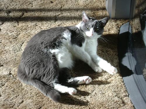 my cute kitty - Izzy laying in the sun.