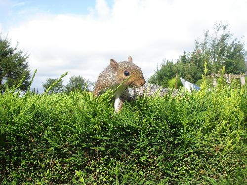 Squirrel Poised For Attack - 'I dare you to come any closer, and I'll jump on your head!' lol.