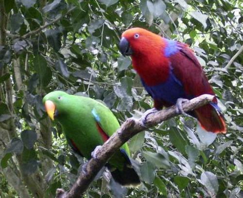 parrot - 'silence & violence together..wow!!!'