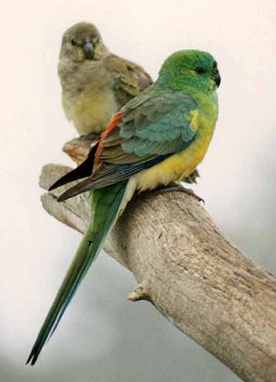 parrot - 'Come on dude don't take seriously, its all in between friendship'