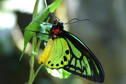 butterfly - A beautiful butterfly...