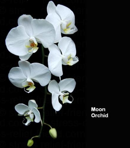 Moon Orchid - Moon orchid (Indonesian=anggrek bulan)