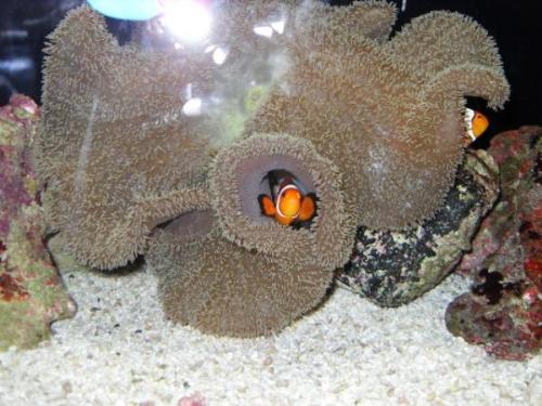 nemo - its a real nemo that i have seen in an aquarium, so cute. hope to have one.