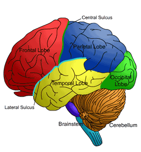 Brain Feeding - Your brain needs food.