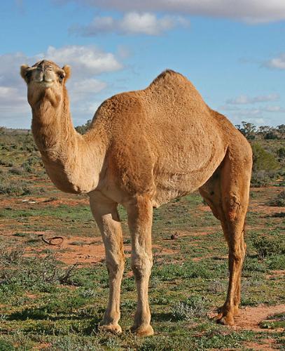Dromedary Camel - Dromedary Camel stands in the middle of desert!