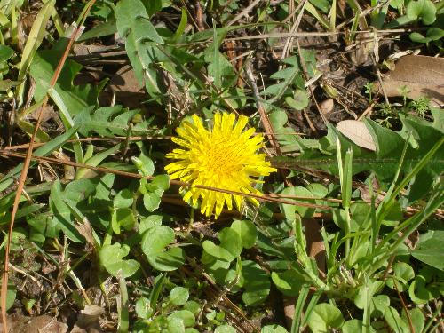 Dandelion Flower - This is a picture of a Dandelion flower growing in a field.