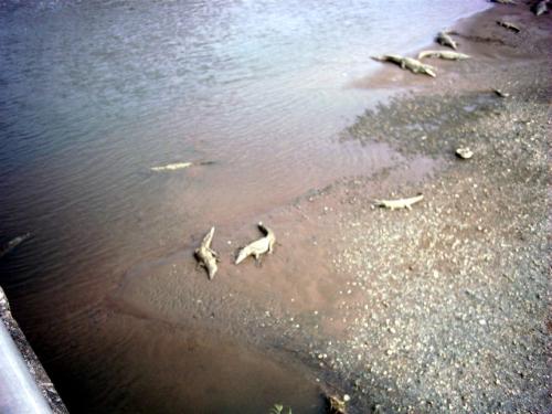 Alligators Sleeping  - This is a picture of alligators sleeping in the sun below a bridge in Costa Rica. Look close. There are a bunch of alligators there. I was happy that the bridge was so high above until someone told me that at night the alligators came up on the bridge. That was unnerving.